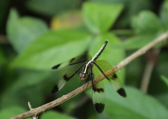 A golden colour skimmer or Dragonfly perched on a dry stick