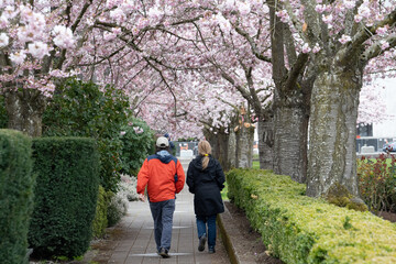 Fototapeta na wymiar A man and woman walking on a path through flowering cherry trees on the capitol mall of the Oregon State capitol
