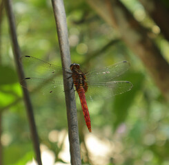 Side view of a red dragonfly perched on black wire in sunny day