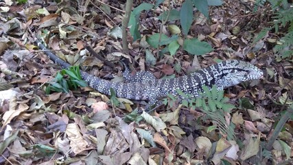 Um lagarto camuflado em meio a natureza, por conta de suas escamas e coloração se confundem com as folhas secas. 