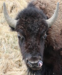 Bison / Yellowstone / Close up