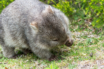 Wombat close-up