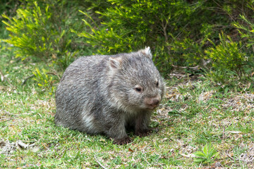 Wombat in the wild