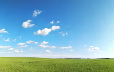 Fotobehang green field and blue sky © Lee