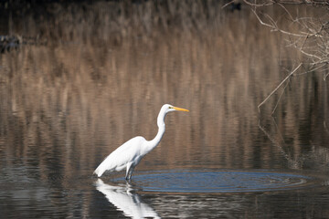 エサの捕獲に失敗したダイサギ
