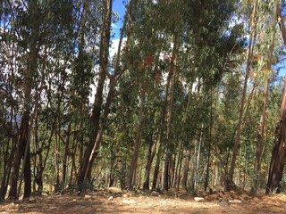 Pinos