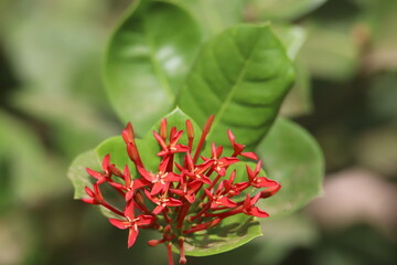 red flower in the garden