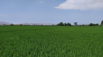 Fototapeta premium Siembra de Arroz