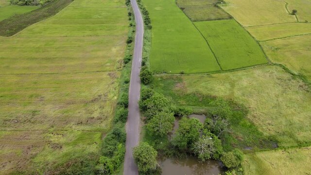 Country road in at the rice field area is very good time in holiday.