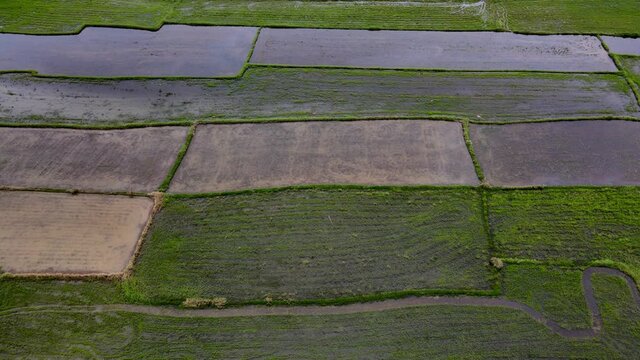 Rice field in the countryside are industrial and made money of the local in Thailand.