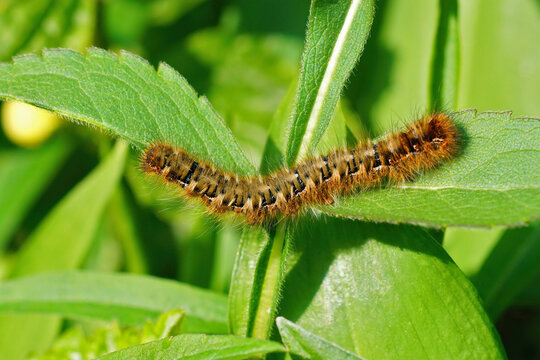 Closeup shot of the large, hairy caterpillar of the Oak Eggar moth, Lasiocampa Quercus