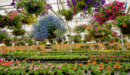 Stayton, Oregon - 5-5-2021: Hanging flower baskets and flowers in pots in a garden nursery near Stayton Oregon