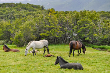 Naklejka na ściany i meble horses in the meadow with mountains in the background