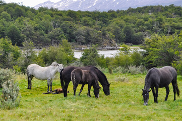 horses in the meadow with mountains in the background