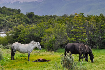 horses in the meadow with mountains in the background