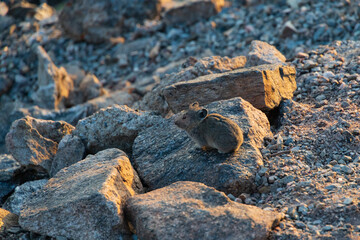 Pika sitting on rock at sunset