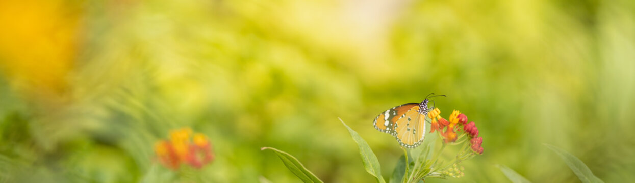 View of orange butterfly on flower with green nature blurred background  with copy space using as background insect, natural, ecology, fresh cover page concept.