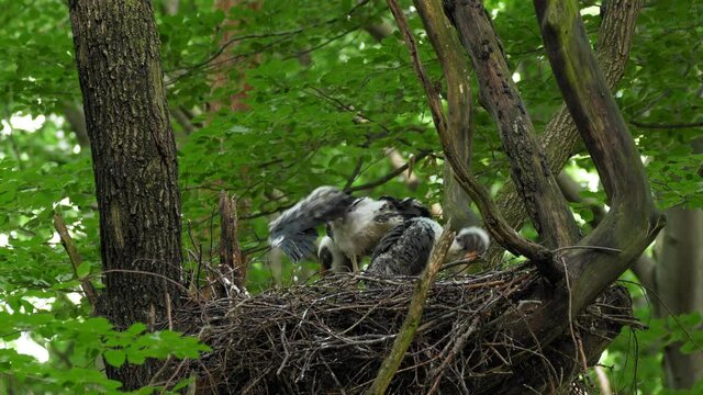 Black stork (Ciconia nigra) feeding chicks in nest, bird family, parent bringing food for hungry babies