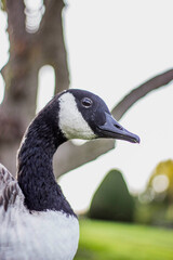 Obraz premium Canadian Goose