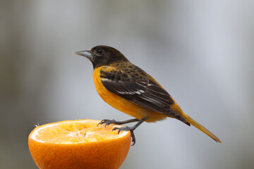 Baltimore Oriole male eating orange section on bright spring day