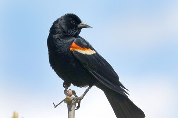 Red winged blackbird on branch
