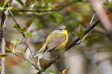 Palm Warbler in marsh in spring