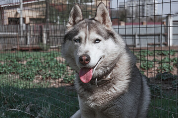 Husky dog sitting on the grass. Grey and white Siberian husky with blue eyes on a walk.