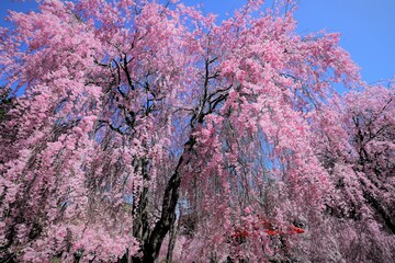 高見の郷　千本のしだれ桜
