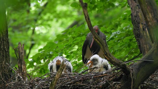 Black stork (Ciconia nigra) adult with chicks in nest, bird family relaxing, European wildlife