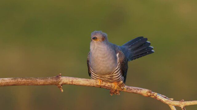 Common cuckoo song, European bird call, Cuculus canorus singing