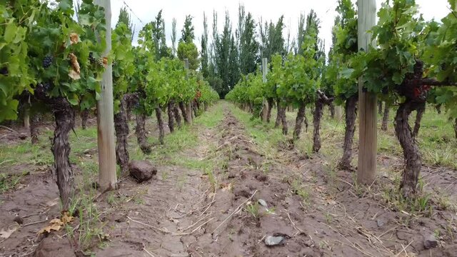 Aerial drone footage of malbec vineyard in Lujan de Cuyo, Mendoza, Argentina