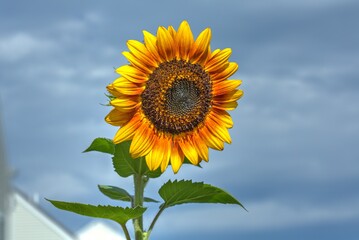 Vibrant sunflower on beautiful summer day