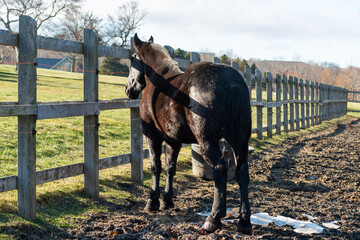 A large black domestic adult horse with its ears pointing upwards, a long shiny mane, and chestnut color hair standing next to a large green fence on a large farm. There's grass in the background.