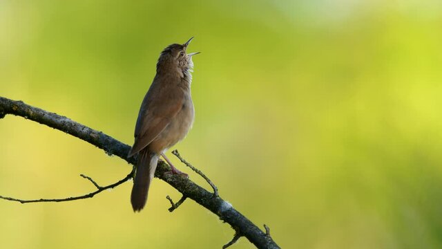 Savi&rsquo;s warbler (Locustella luscinioides) singing, European bird song, funny call at the water