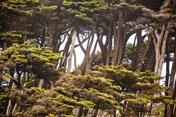 Group of trees San Francisco Golden Gate recreation area California