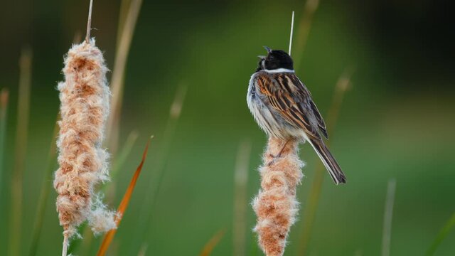 Common reed bunting (Emberiza schoeniclus) song call, European bird singing at the water