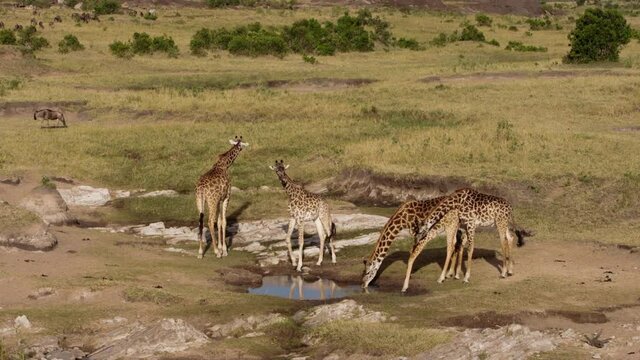 Herds of African Buffalos (Syncerus caffer) and Giraffes (Giraffa peralta) grazing in a savanna and drinking water. The many glorious animals peacefully coexist in the near endless fields of Kenya.