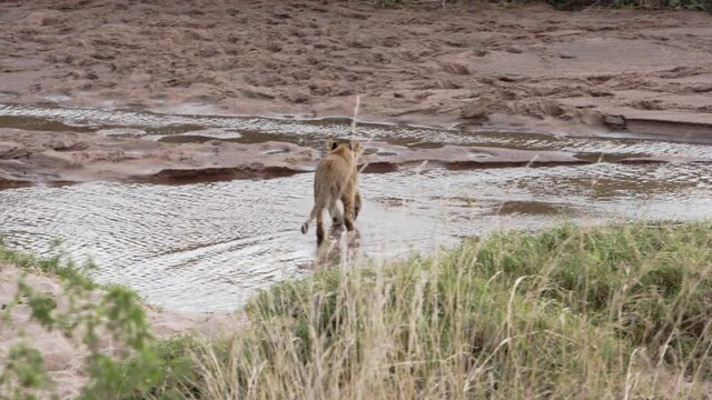 A group of lion cubs walking around an adult Lioness (Panthera Leo). The lion pride is resting in the Savanna field of a national park in Kenya with a dirty freshwater river by them.