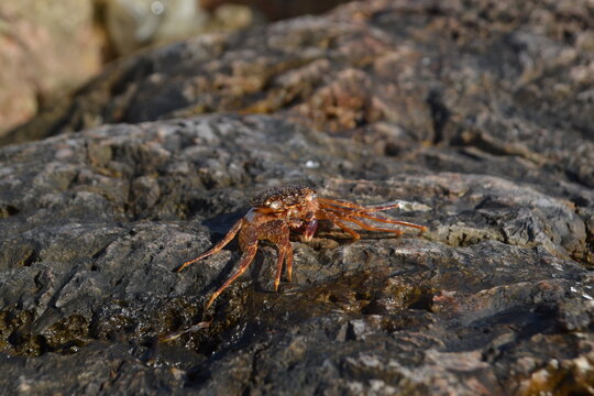 crab on rock at Mertasari Beach