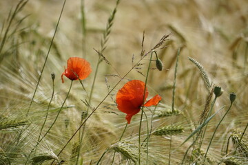 Mohnblumen im Getreidefeld