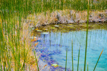 reeds in the water