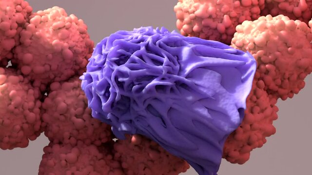 Macrophage devouring a cancer cell, immune cells capable of physically ingesting damaged or diseased cells, cancer immunotherapy