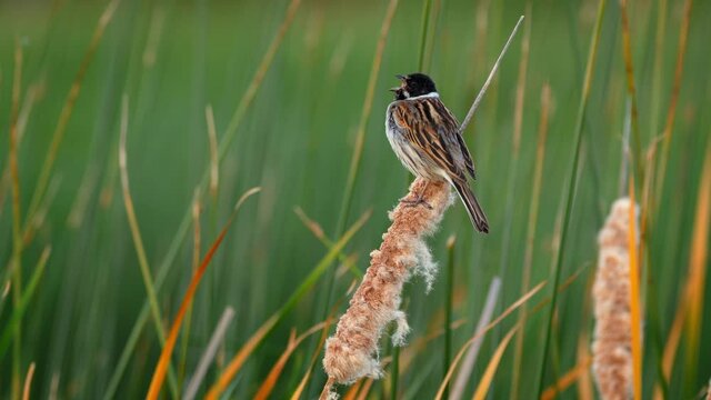 Common reed bunting (Emberiza schoeniclus) song call, European bird singing at the water