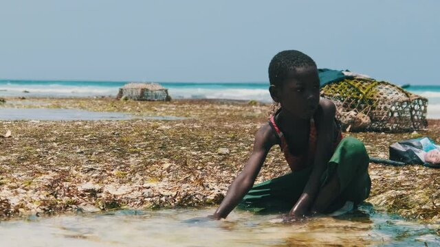 Local African boys in shallow water of ocean play with sea fish at low tide. Cheerful black children spend leisure time on tropical beach. Happy afro kids have fun on coast. Zanzibar, Tanzania, Africa