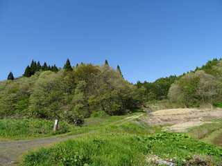 Fototapeta na wymiar 初夏の里山風景