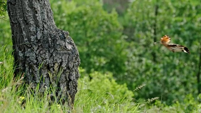 Eurasian hoopoe (Upupa epops) flying, bird flight in slow motion, nesting in a tree hollow
