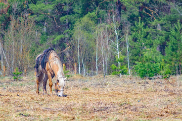 a single horse, harnessed in the saddle, stands in a clearing near the forest and eats fresh and dry grass on the lawn