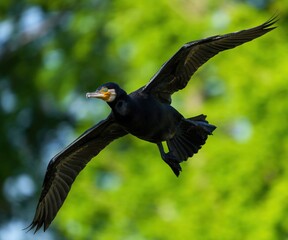新緑バックに優雅に飛ぶカワウ