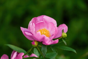 ひっそりと咲く満開のシャクヤク