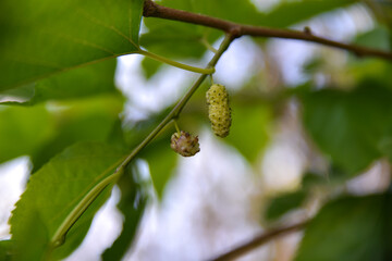 White mulberry in the branch of the tree between the leaves of the white mulberry tree, a wild fruit of our spring season
